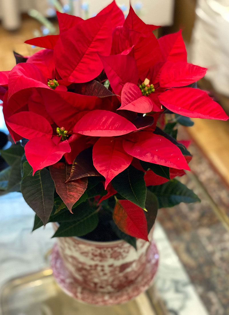 Flor de Pascua Poinsettia