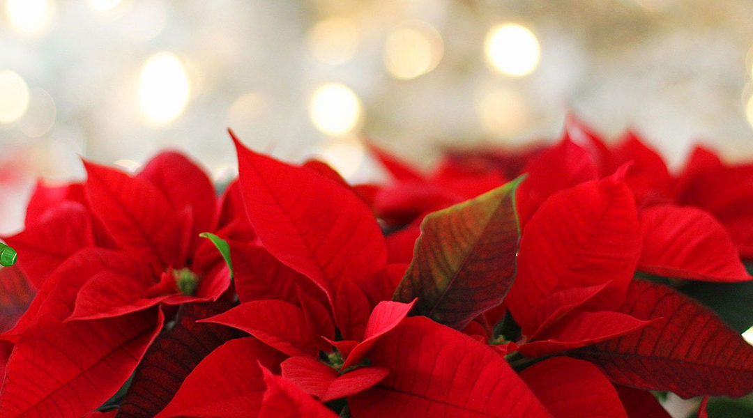 POINSETTIAS, puntuales en su cita con la Navidad.