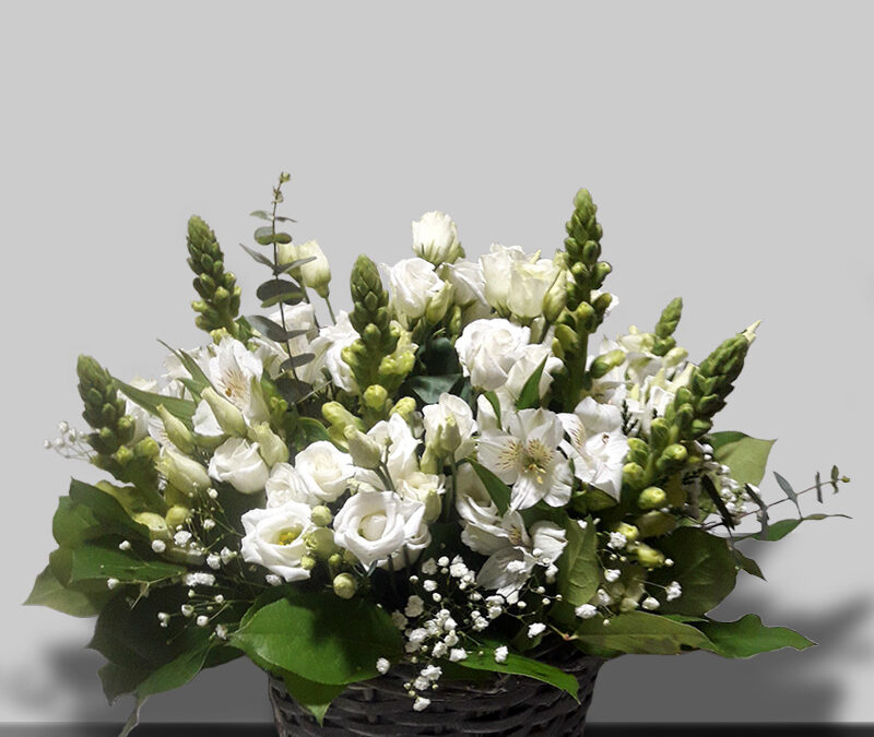 Cesta con Dragonaria en tonos blancos