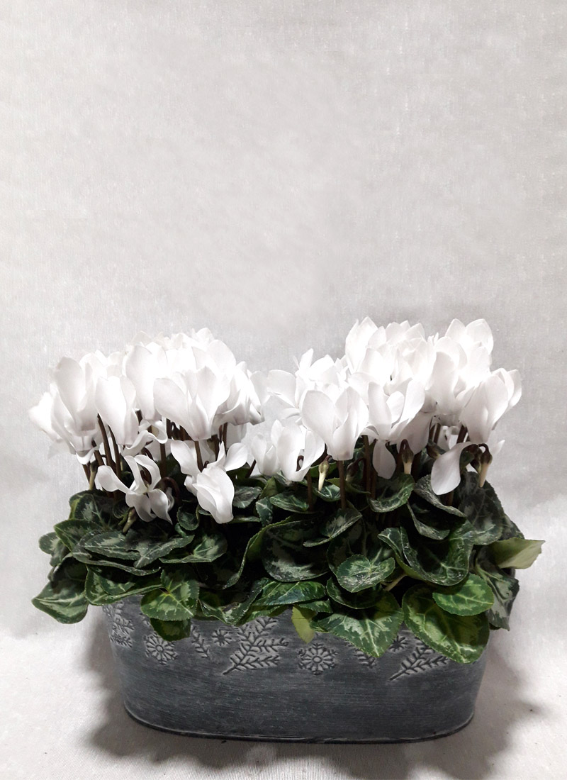 Cesta con Cyclamen blanco