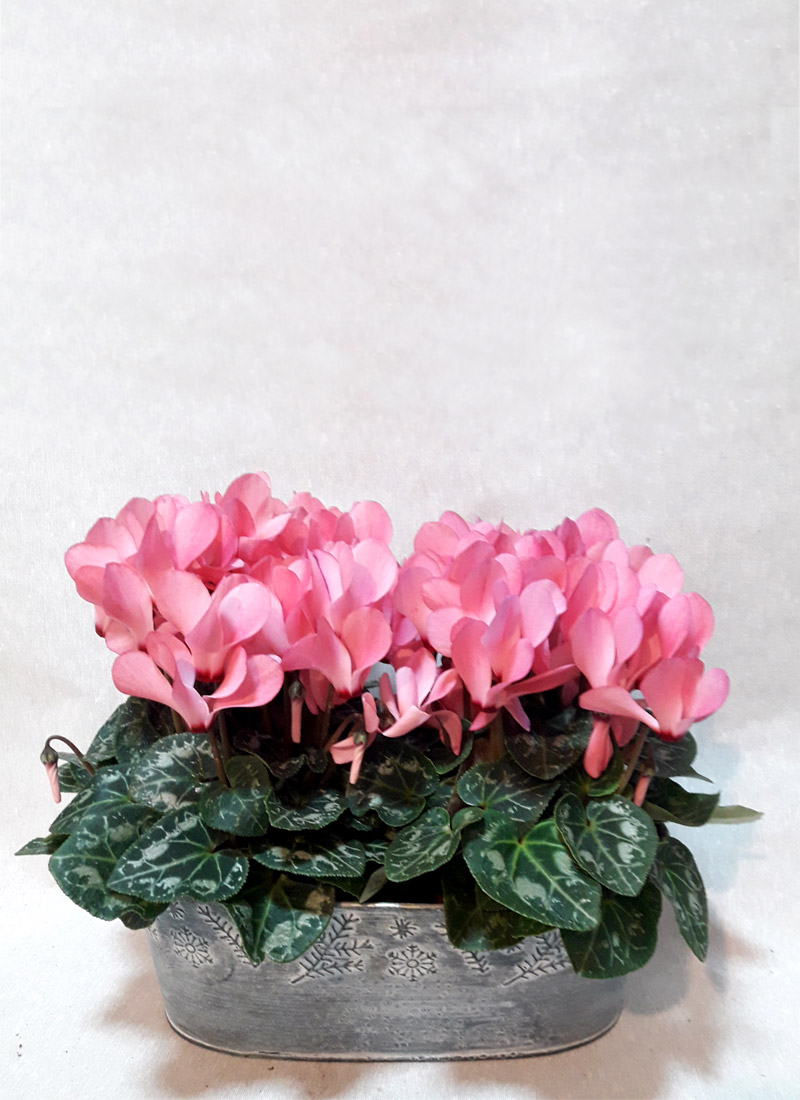 Cesta con Cyclamen rosa