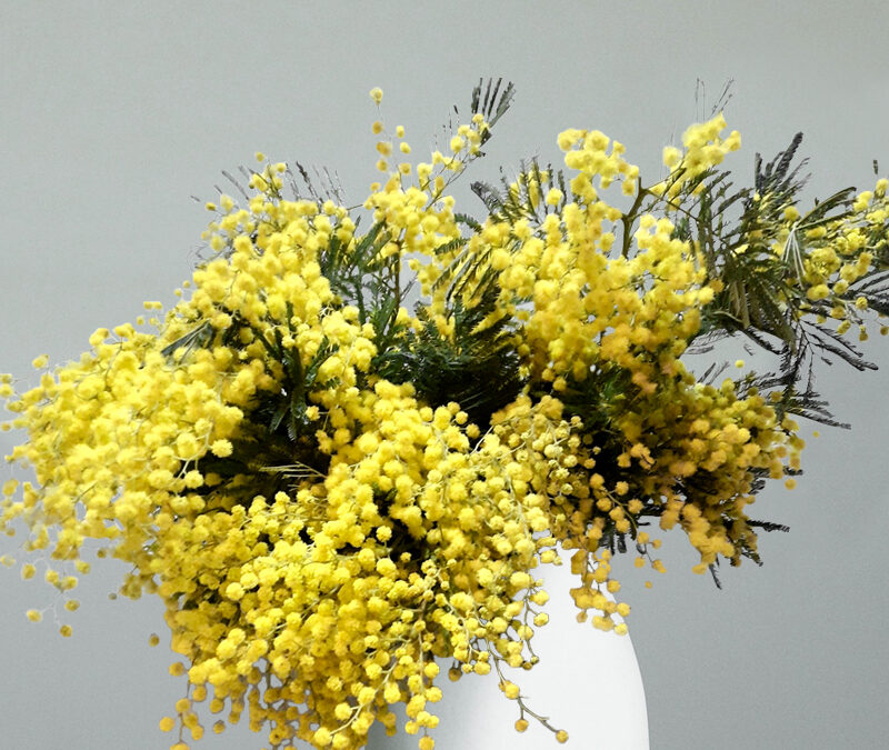 Ramo de Mimosas en jarrón