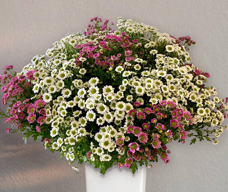 Ramo de mini Santini en jarrón