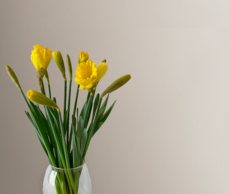 Narcisos en jarrón de cristal