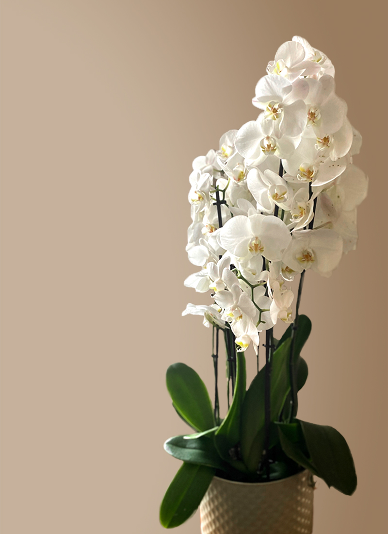 Orquídea Phalaenopsis blanca