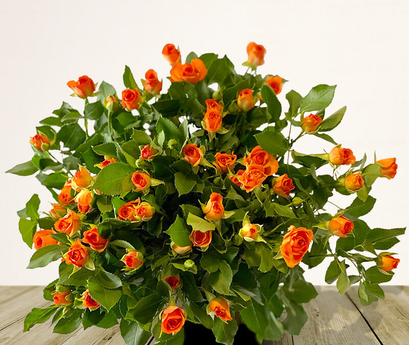 Ramo de Rosas ramificadas naranjas