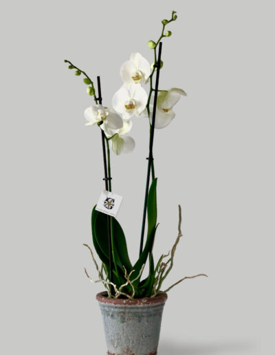 Orquídea Phalaenopsis blanca