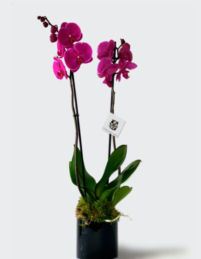 Orquídea Phalaenopsis morada