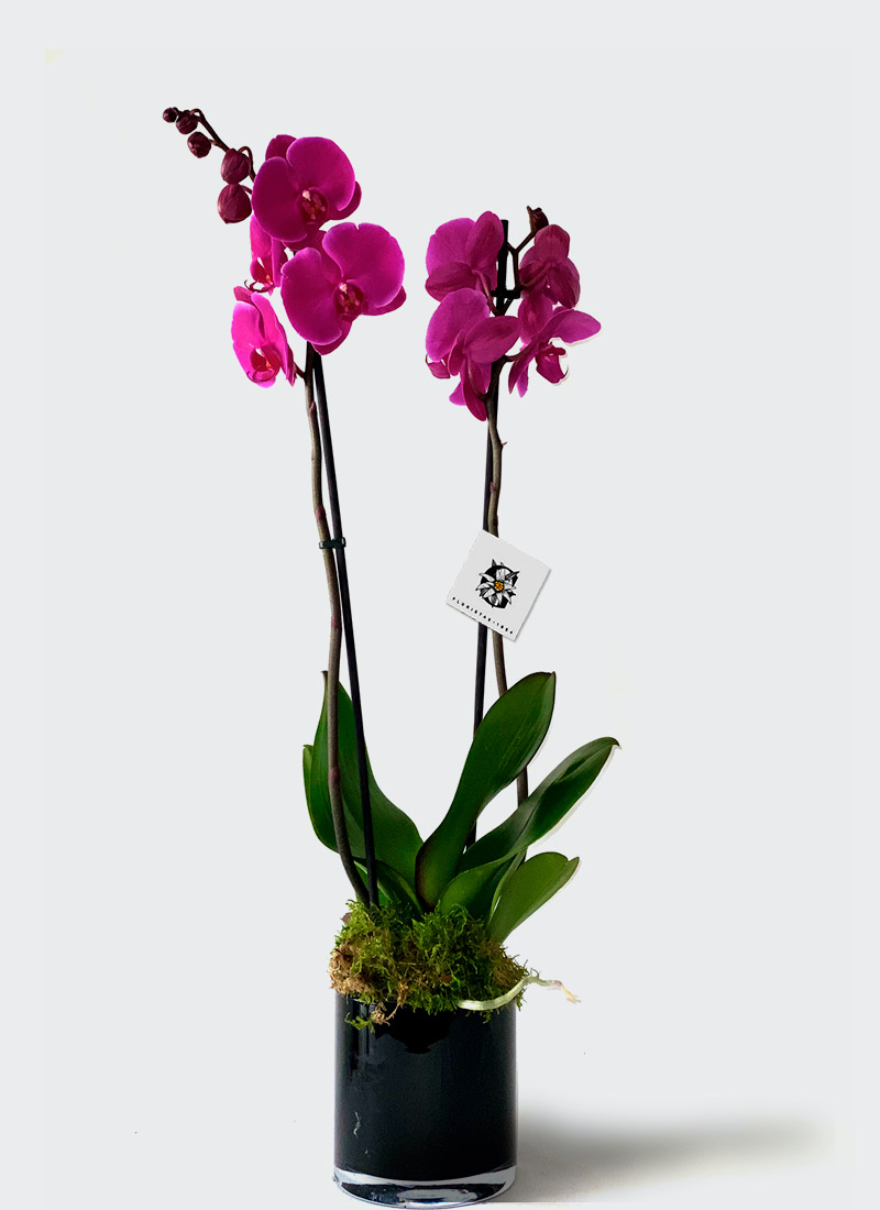 Orquídea Phalaenopsis morada