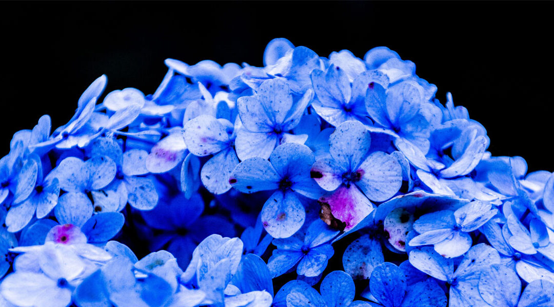 LA BELLEZA DE LAS HORTENSIAS: Color y larga floración en todas sus variedades