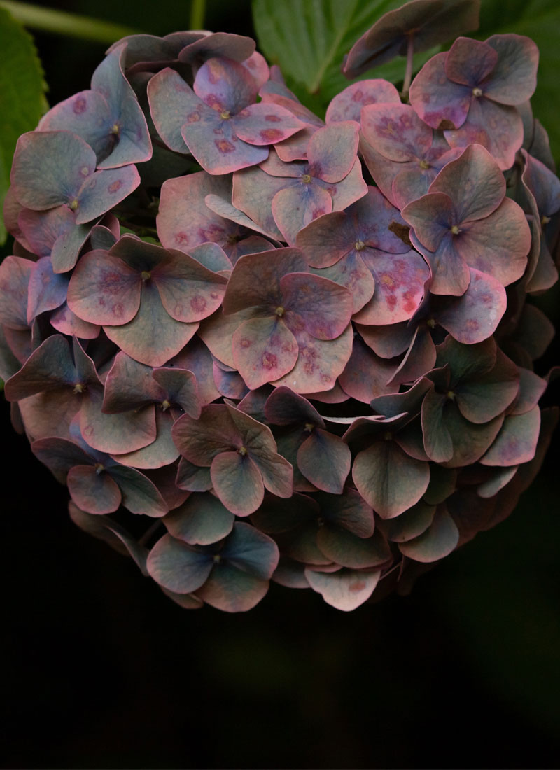 Hortensia Granate