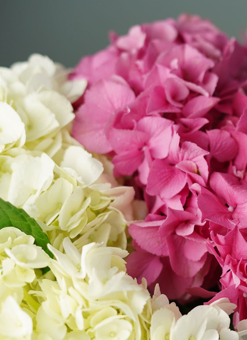 LA BELLEZA DE LAS HORTENSIAS: Color y larga floración