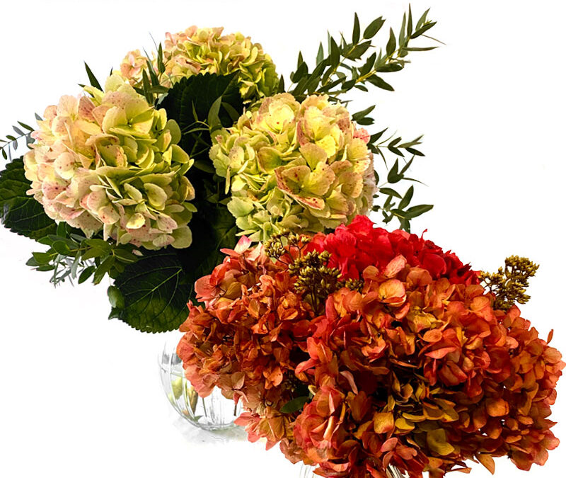 Hortensias frescas y preservadas
