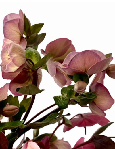 Helleborus