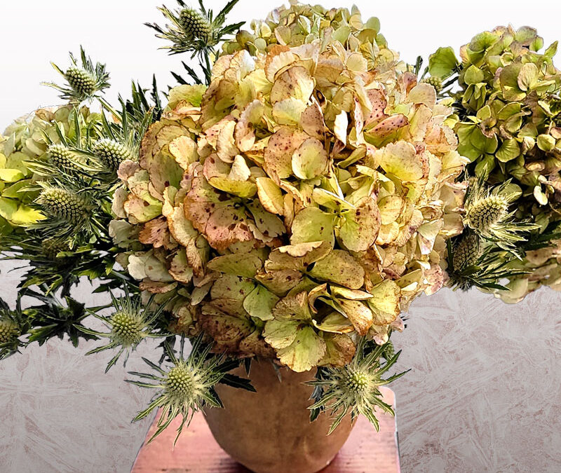 Hortensias frescas y Eryngium