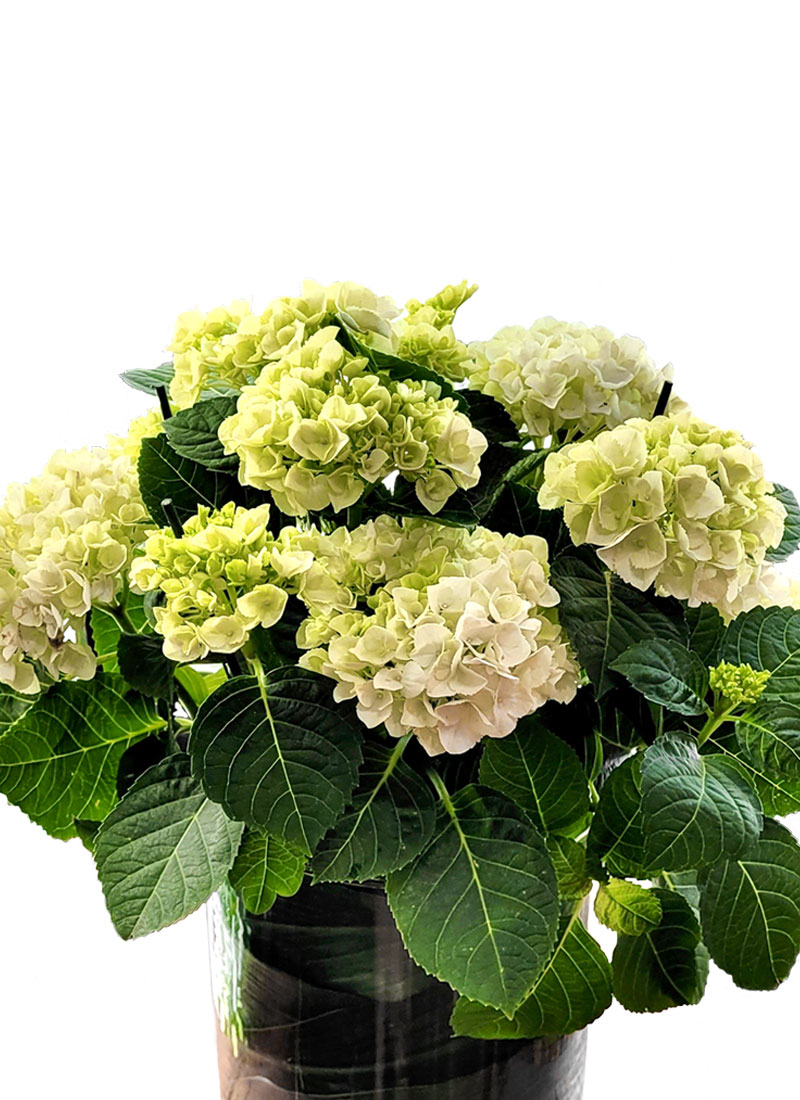 Hortensias en jarrón de cristal